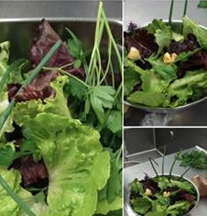 Salads from the school garden