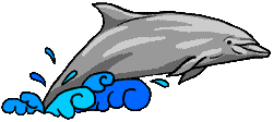 Dolphin1