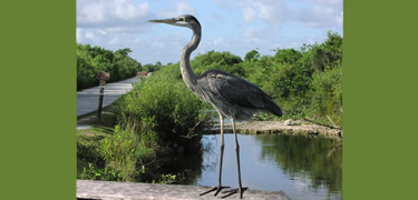 everglades