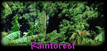 RainForest