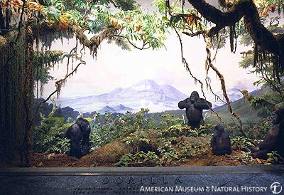 American Museum Natural History