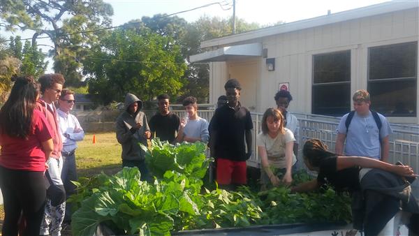 Showing what is growing in Maximo's Edible Peace Patch.