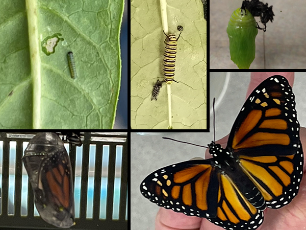 Frontier Elementary Kindergarten students had a great time learning about the Butterfly Life Cycle. 