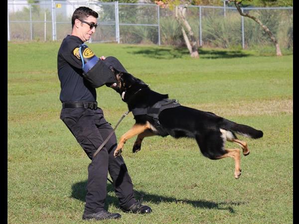 The Clearwater Police K-9 Unit held a police dog demonstration at Plumb Elementary during the Great American Teach In.