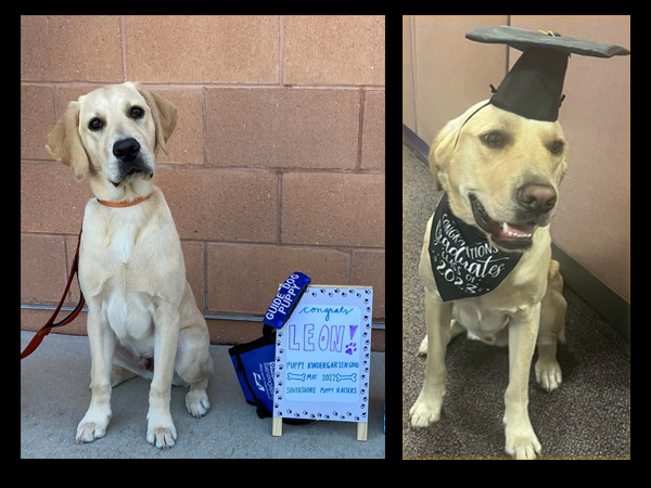 Leon has been in the PCS Administration Building since April 2022 and he has progressed from Puppy kindergarten to high school.