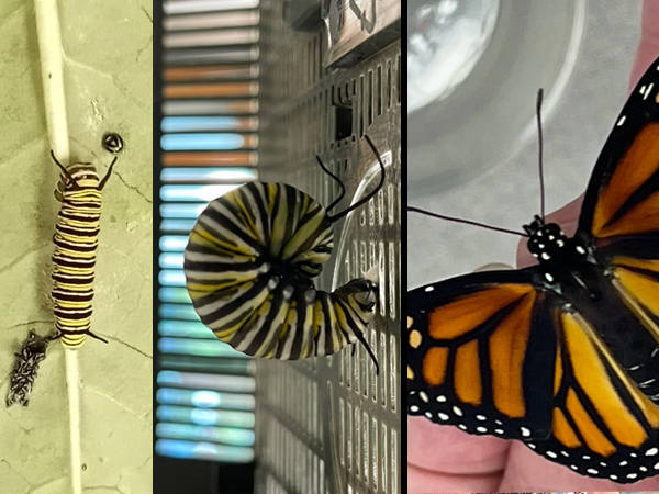 Kindergarten students at Orange Grove Elementary School had a great time learning about the Butterfly Life Cycle. 