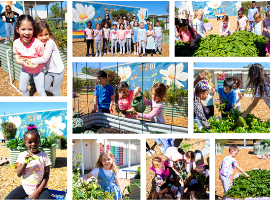 Mount Vernon Elementary has revamped its Garden Club. Scholars have planted eggplant, squash, strawberries, celery, avocado, olive trees, and various herbs and flowers. The STAR Kids Foundation supports the club, which helps the school provide produce and other items for families.