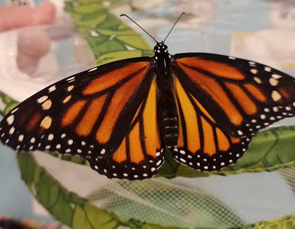 Kindergarten students at Orange Grove Elementary school had a great time learning about the Butterfly life cycle.